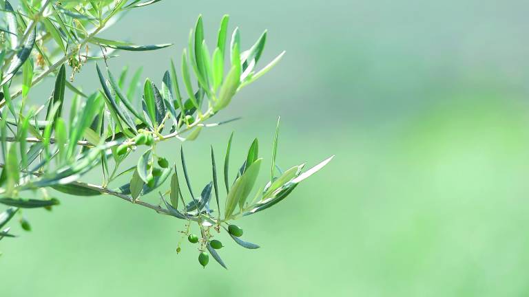 El olivo sonríe con millones de aceitunas El olivo sonríe con millones de aceitunas