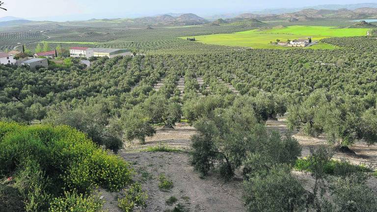 Por un olivar aún más verde Por un olivar aún más verde