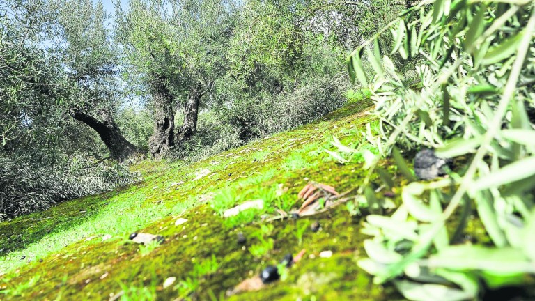 La reducción del módulo del olivar deja 38 millones de euros