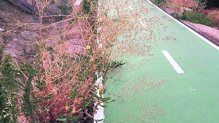 Malezas y grietas en el carril bici Malezas y grietas en el carril bici