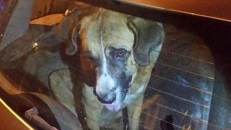 Pacma Jaén pide castigo para el cazador que dejó morir a nueve perros encerrados en un coche