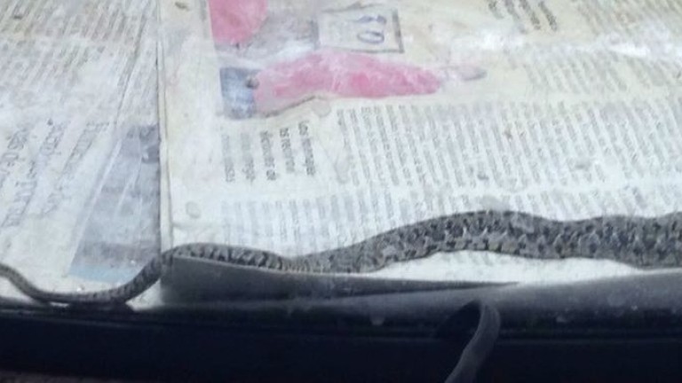 La policía de Andújar recupera una serpiente, tras el aviso de los vecinos