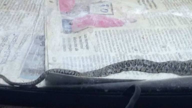 La policía de Andújar recupera una serpiente, tras el aviso de los vecinos La policía de Andújar recupera una serpiente, tras el aviso de los vecinos
