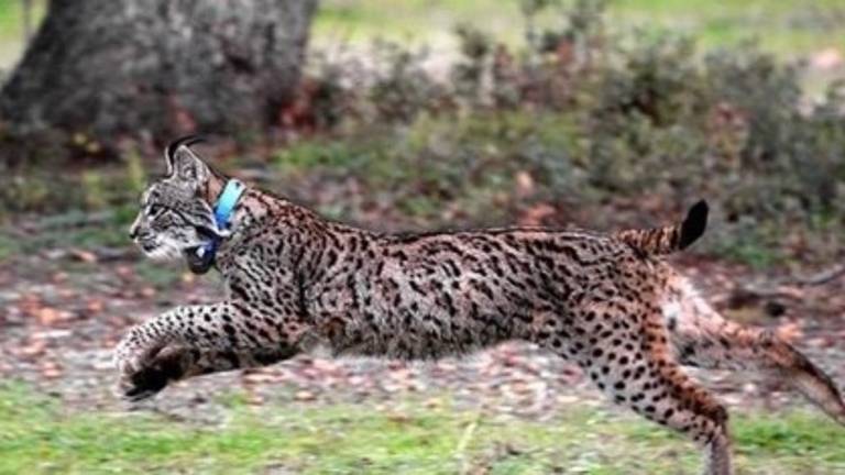 La Guardia Civil pide ayuda para localizar al que mató a tiros a un lince en un coto