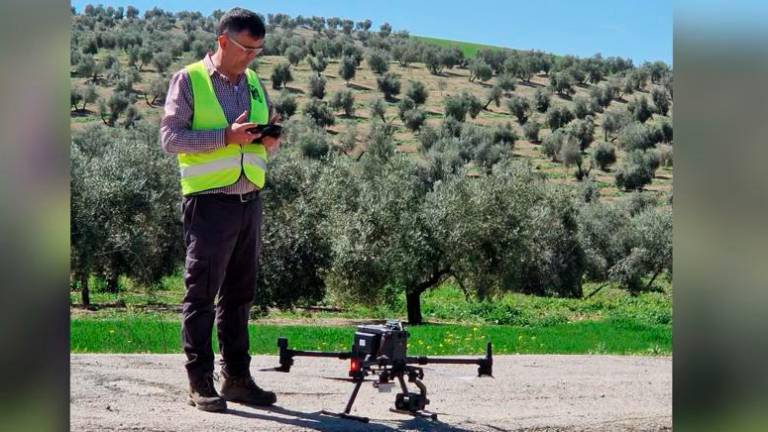 Un sistema de predicción permitirá conocer en marzo la cosecha olivar con una precisión de entre el 80 y 90%