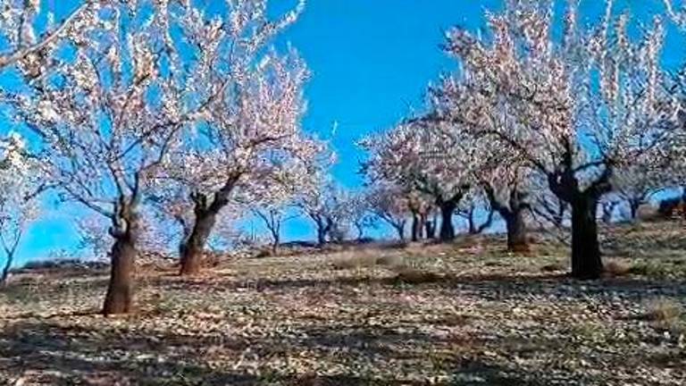 La primavera florece en Las Allanadas: Los almendros tiñen de rosa los campos