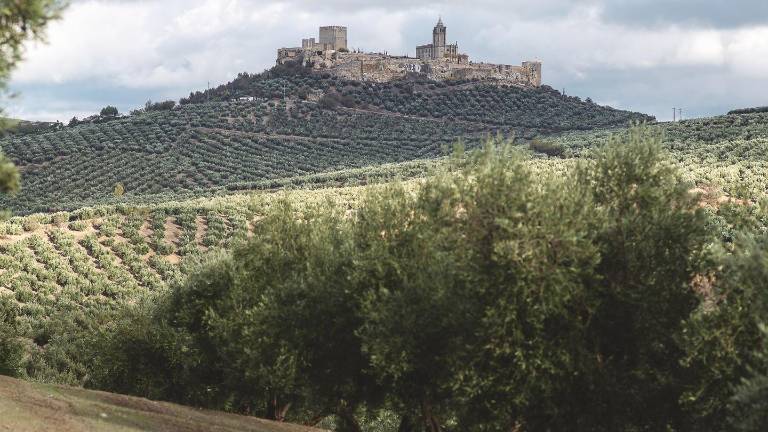 “Aceite de Jaén” ya tiene reglamento para gobernarse