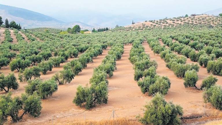 Dentellada de la sequía a la producción de aceite, que no superará el millón de toneladas esta campaña