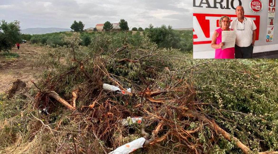 Olivos arrancados de raíz en la finca de Araceli Espejo. En la esquina superior derecha, Espejo sostiene la denuncia interpuesta junto con su marido, Juan Martínez. 
