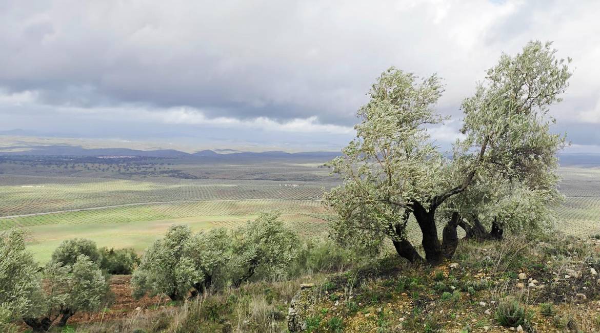 Olivares en Arquillos, comarca de El Condado, a 5 de febrero de 2026. / Diario JAÉN.