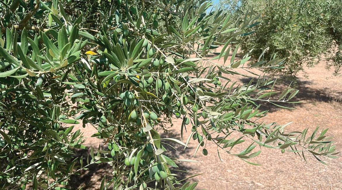 Aspecto de un olivo, con la aceituna ya gruesa, en la comarca de la Sierra Sur de Jaén.