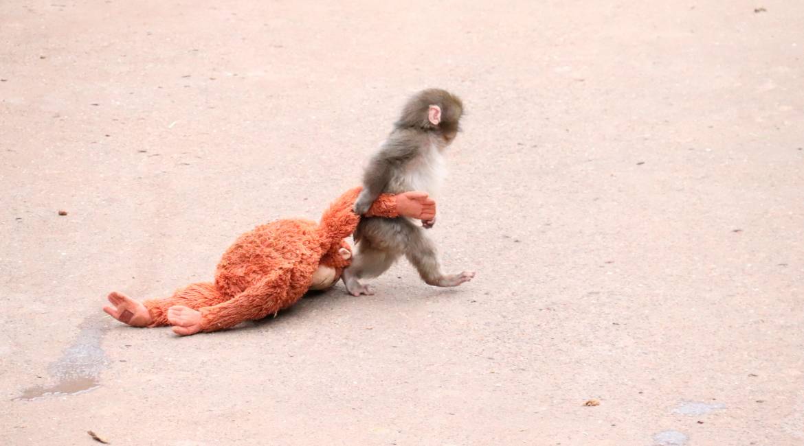 Punch junto a su peluche. / @ta_tsu_go en Twitter.