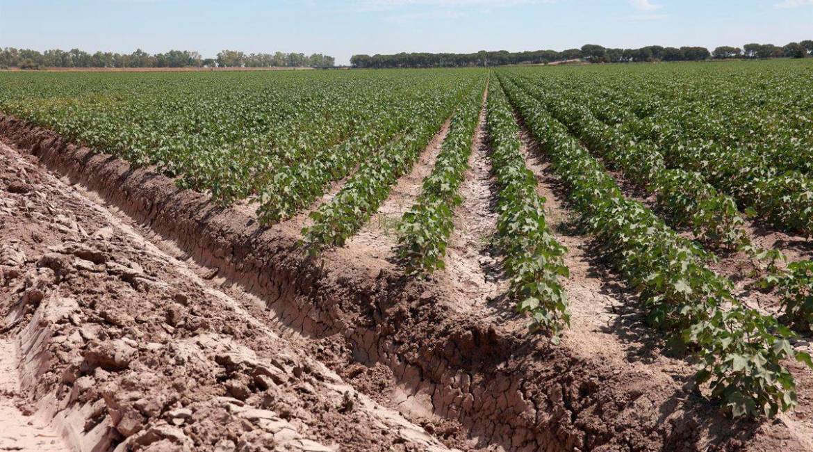 Imagen de archivo de los regadíos de las Marismas del Guadalquivir. / Rocío Ruz / Europa Press.