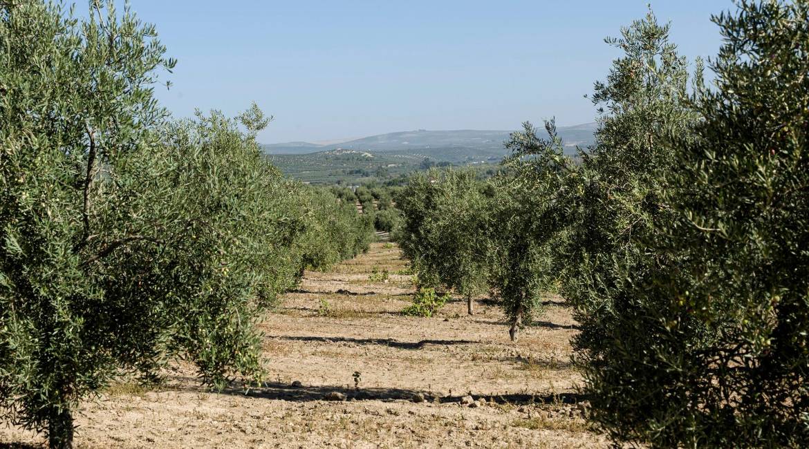Paisaje de olivos en Cazorla. / Europa Press.