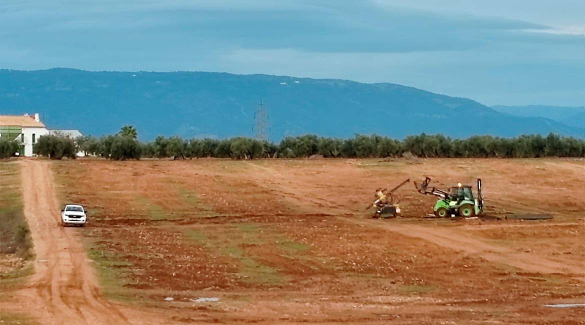 Estado en el que quedó una zona de olivar en el término municipal de Lopera tras arrancar olivos el pasado noviembre.