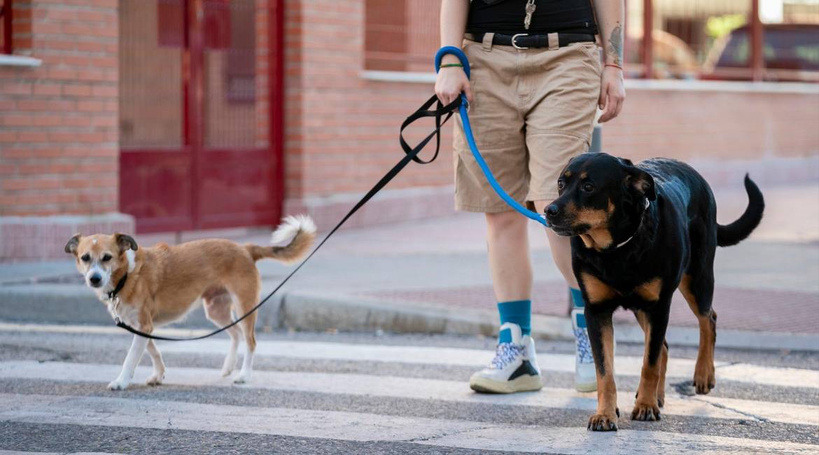 Imagen de archivo de una persona paseando a dos perros por la calle. / Europa Press.