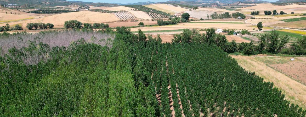 Imagen desde el aire de las choperas del Río Velillos, junto a Mures. / Diario JAÉN. 