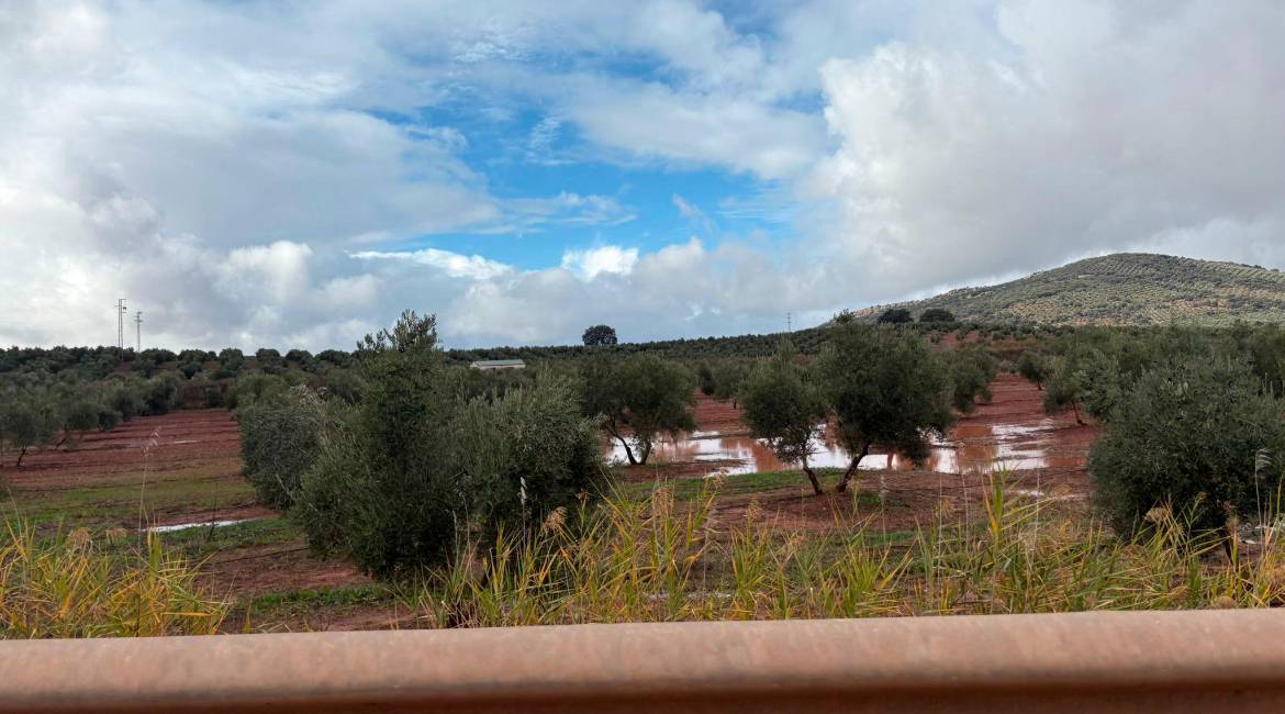 Olivar empapado tras la borrasca Claudia en El Condado, este domingo. / Diario JAÉN.