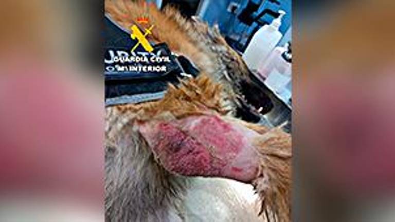 Investigado el dueño de una residencia canina de Alcalá la Real por presunto maltrato animal