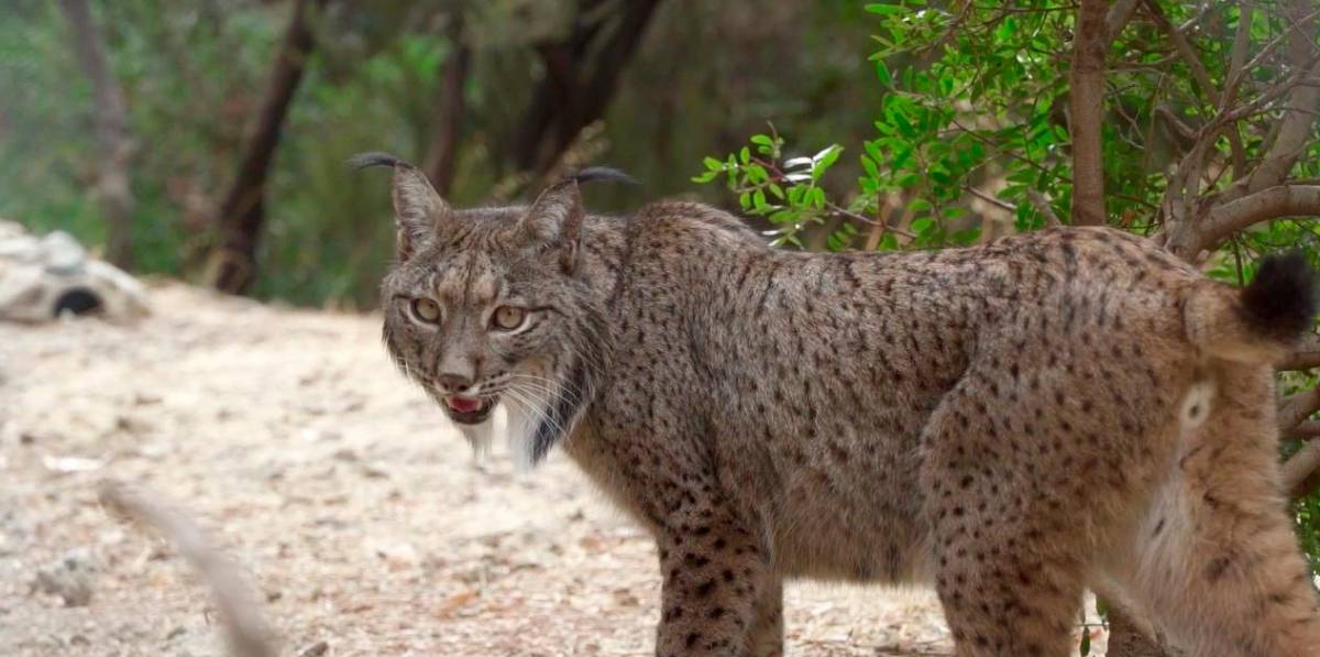 El viaje de la lince Cynara desde Jaén hasta Selwo Aventura El viaje de la lince Cynara desde Jaén hasta Selwo Aventura