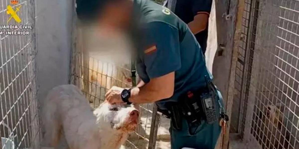 Detenido un veterinario en Úbeda implicado en la práctica prohibida de cortar orejas y rabos a perros de rehalas Detenido un veterinario en Úbeda implicado en la práctica prohibida de cortar orejas y rabos a perros de rehalas