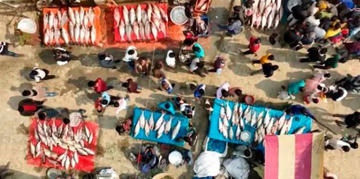 Imágenes únicas de una antigua feria del pescado en Bangladesh