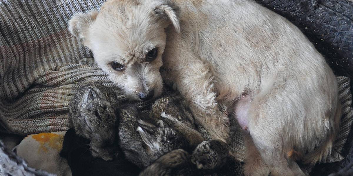 Leche para 3 cachorros... ¡Y siete conejos!