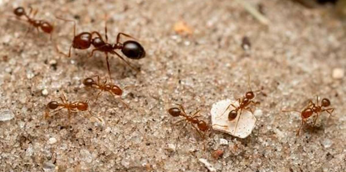 La hormiga roja de fuego, una de las especies más invasoras, podría llegar a España La hormiga roja de fuego, una de las especies más invasoras, podría llegar a España