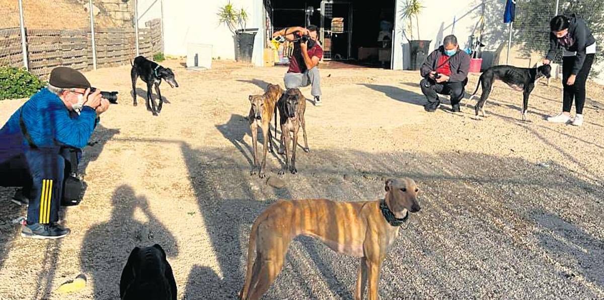 El mejor amigo para el hombre es también el más abandonado El mejor amigo para el hombre es también el más abandonado