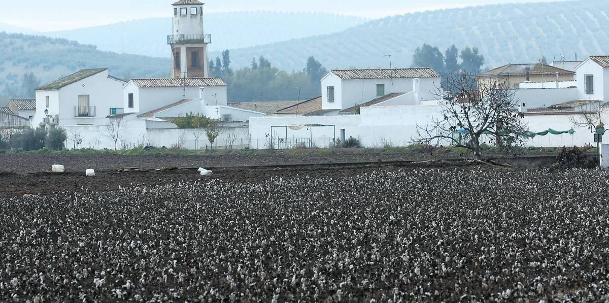 Acuerdo para impulsar aún más los cultivos de algodón Acuerdo para impulsar aún más los cultivos de algodón