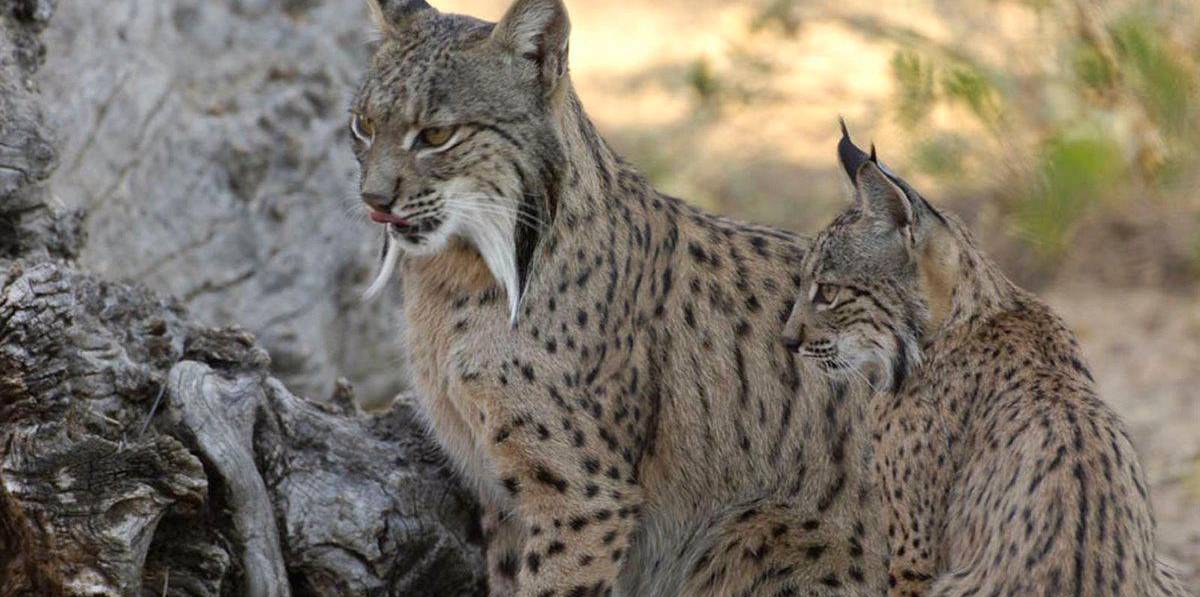 Atropellan a dos linces ibéricos en carreteras de Jaén Atropellan a dos linces ibéricos en carreteras de Jaén