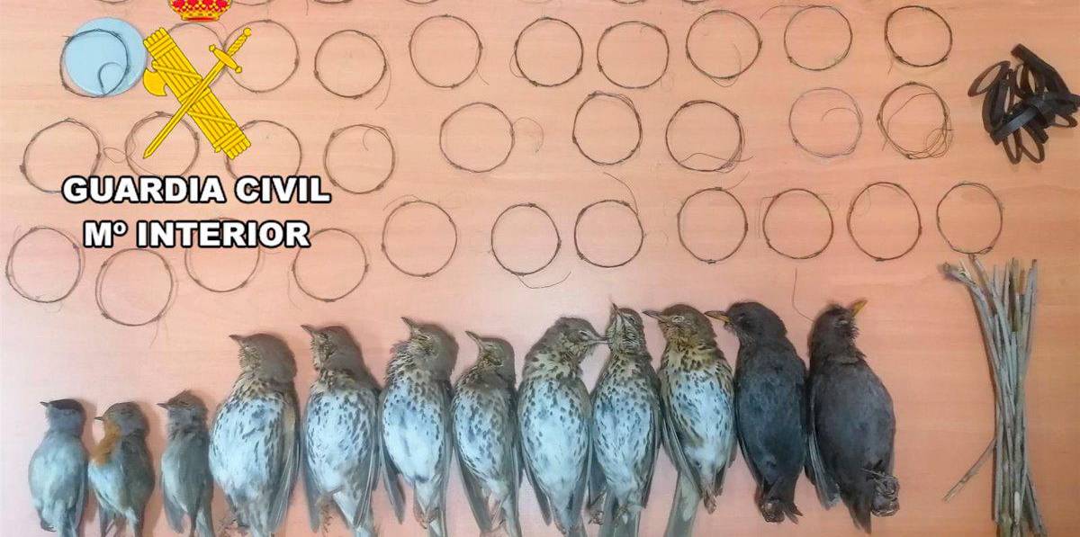 Investigan a un vecino de Torreperogil por cazar pájaros con artes prohibidas Investigan a un vecino de Torreperogil por cazar pájaros con artes prohibidas