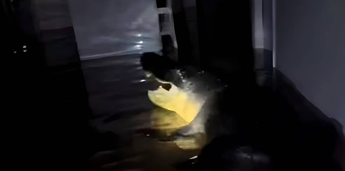 ¡Encuentran un cocodrilo en mitad de su casa!