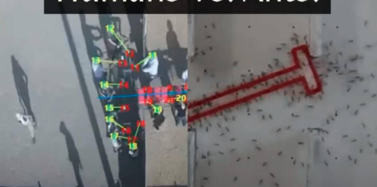 Humanos vs hormigas, ¿quiénes ganarán el experimento?