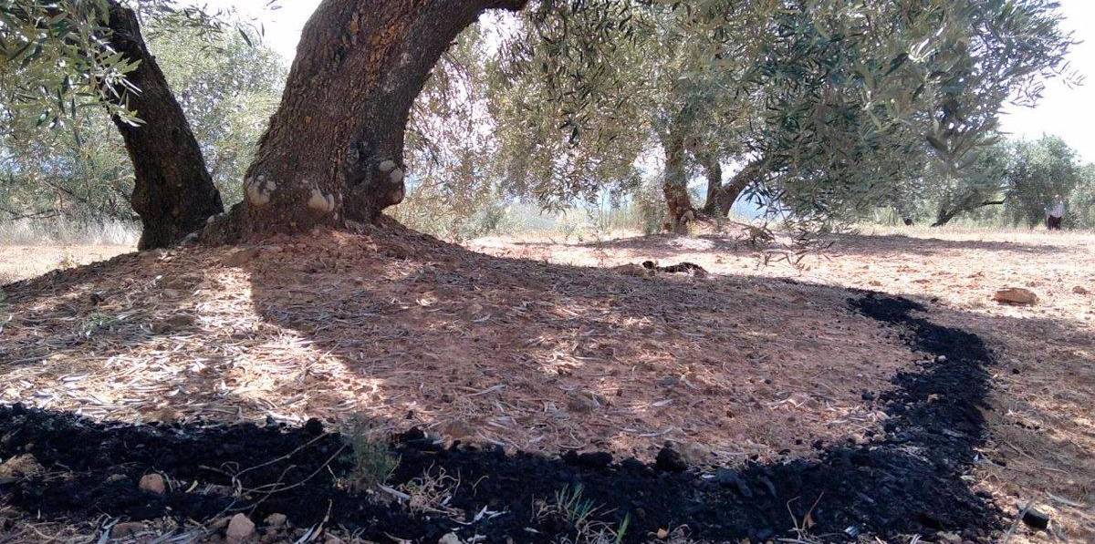 Los olivos tratados con una mezcla de biochar y compost producen más Los olivos tratados con una mezcla de biochar y compost producen más