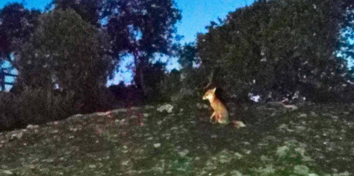 Noche del zorro en Jaén con mínimas superiores a 25º Noche del zorro en Jaén con mínimas superiores a 25º