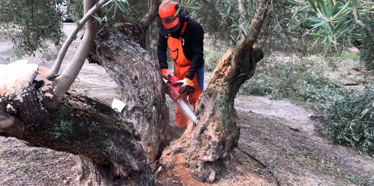 Cien maestros compiten en la poda del olivo Cien maestros compiten en la poda del olivo
