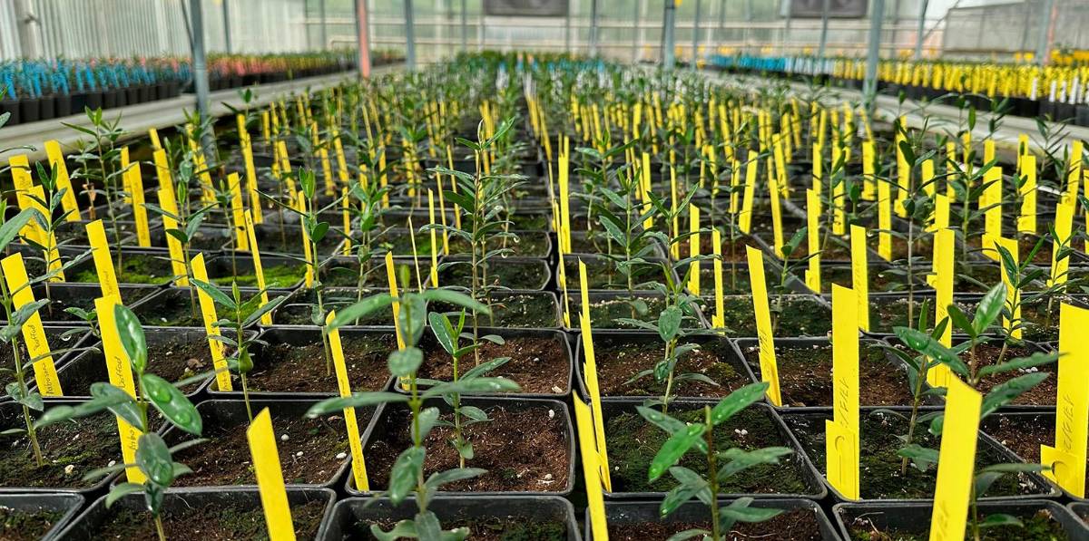 Una nueva herramienta para predecir el tamaño del fruto entre variedades de olivo Una nueva herramienta para predecir el tamaño del fruto entre variedades de olivo