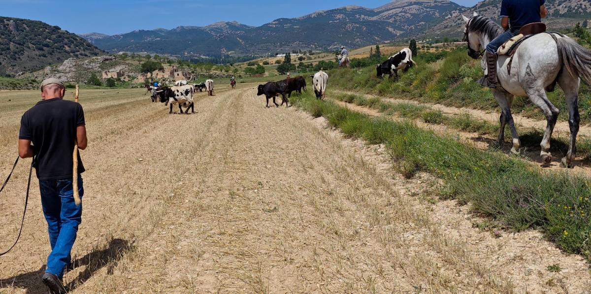 ¿Ha visto a vuelo de dron cómo es un traslado de ganado bravo por el campo? ¿Ha visto a vuelo de dron cómo es un traslado de ganado bravo por el campo?