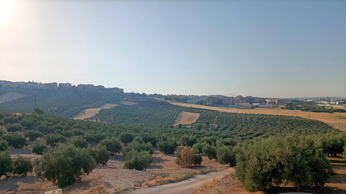 Soria Burdeos