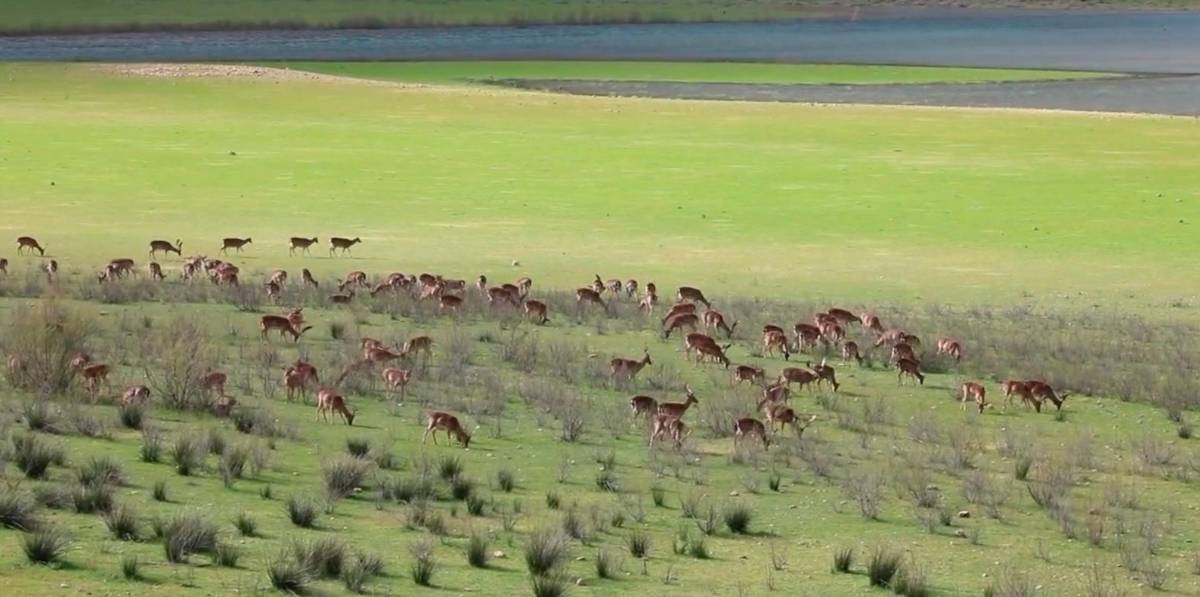 A los pies del pantano del Tranco, los gamos se abren paso A los pies del pantano del Tranco, los gamos se abren paso