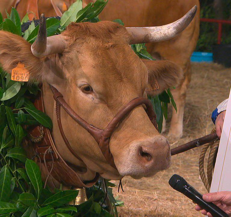 <i>Paloma, la ganadora de Miss Vaca 2026. / TVG. </i>
