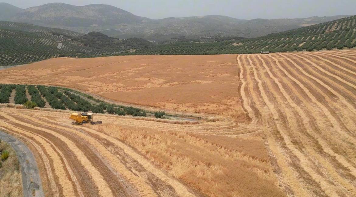Cosechadora en un cultivo de cereal, entre la Sierra Sur de Jaén y Los Montes de Granada. / Diario JAÉN. 