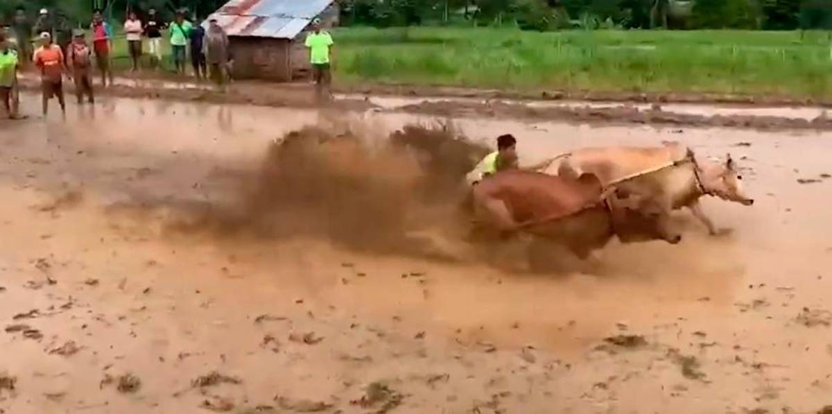 Espectaculares carreras de vacas en canales de Sumatra Espectaculares carreras de vacas en canales de Sumatra