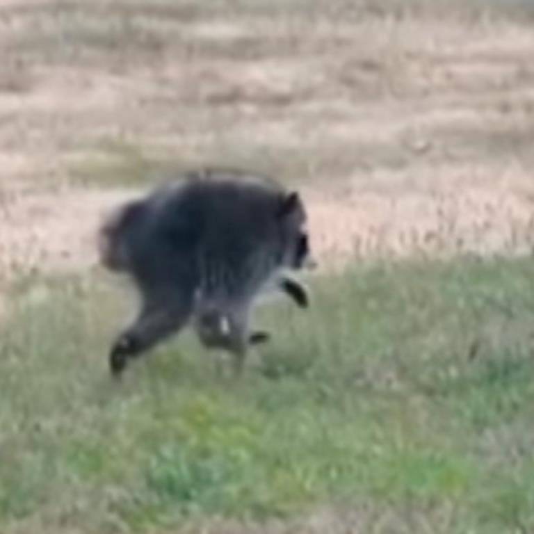<i>Jimothy, mapache viral de Seattle. / BBC News. </i>