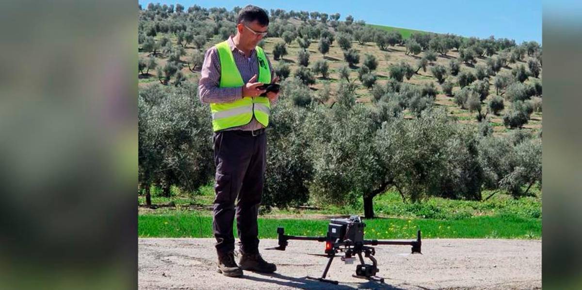 Un sistema de predicción permitirá conocer en marzo la cosecha olivar con una precisión de entre el 80 y 90%