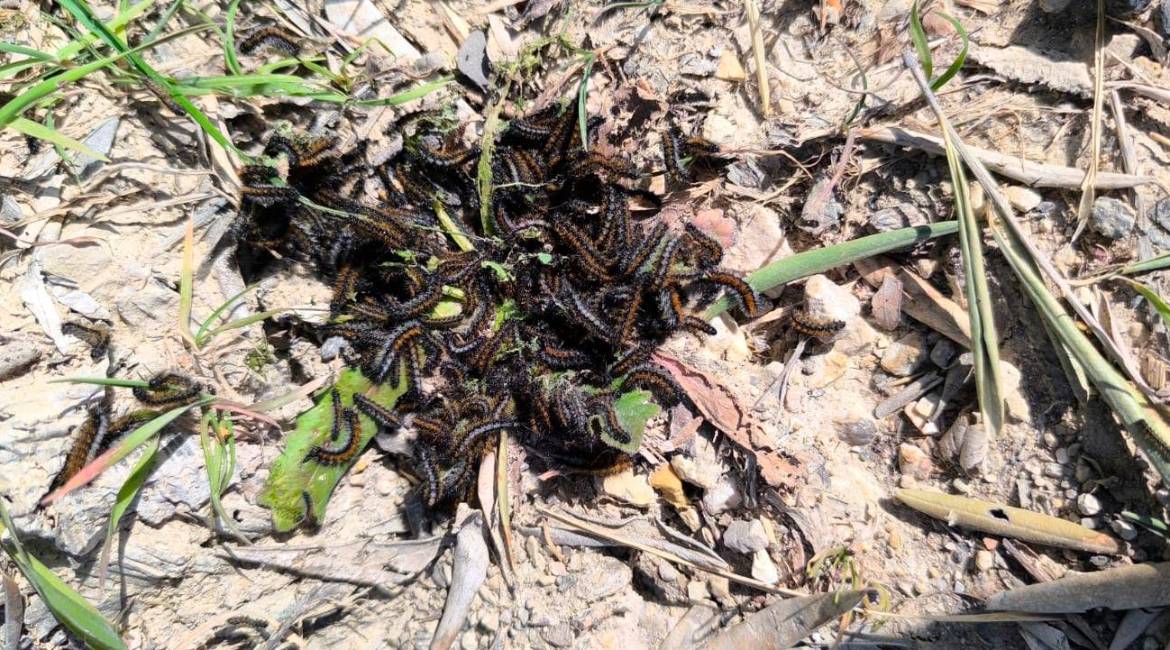 Procesionaria en las olivas colindantes a la Ronda Sur, a fecha de 25 de febrero de 2026. / Diario JAÉN.
