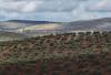 Lazo verde en defensa del olivar jiennense