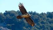 VUELO. Hasta la fecha, desde el Plan de Recuperación de Aves Necrófagas de la Junta de Andalucía se han liberado 65 quebrantahuesos.