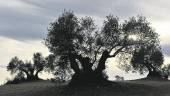 ÁRBOL. Olivos de Jaén preparados para la campaña de aceituna.